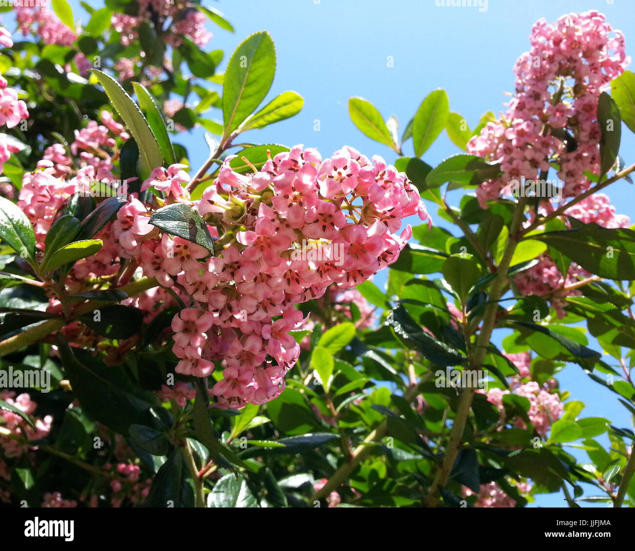 Pink Flowers and Blue Skies Stock Photo