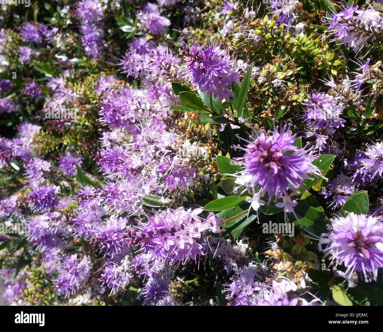 Purple Cluster of Flowers Stock Photo Alamy