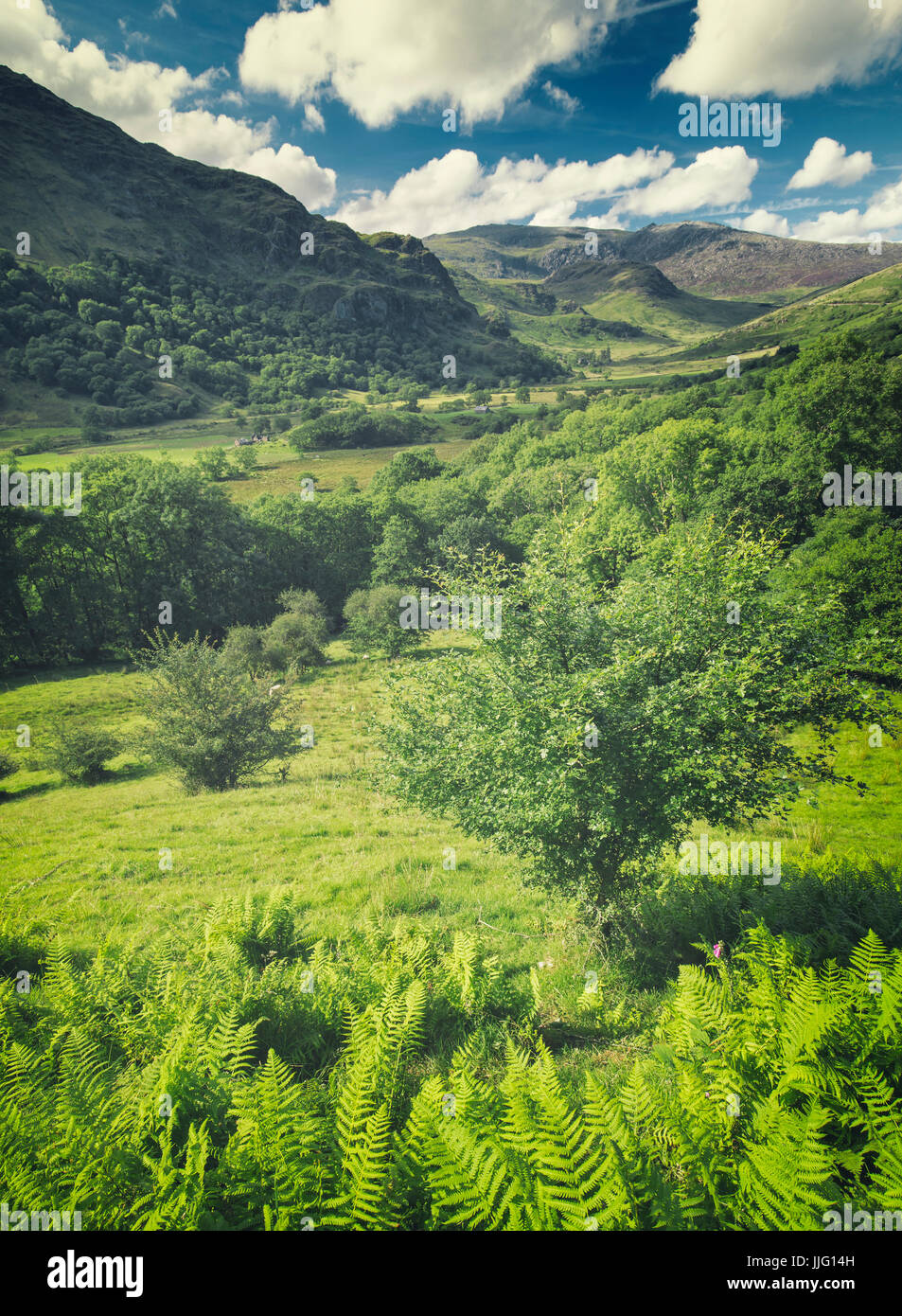 Nant Gwynant Valley with Fern at Bright Sunny Day Stock Photo