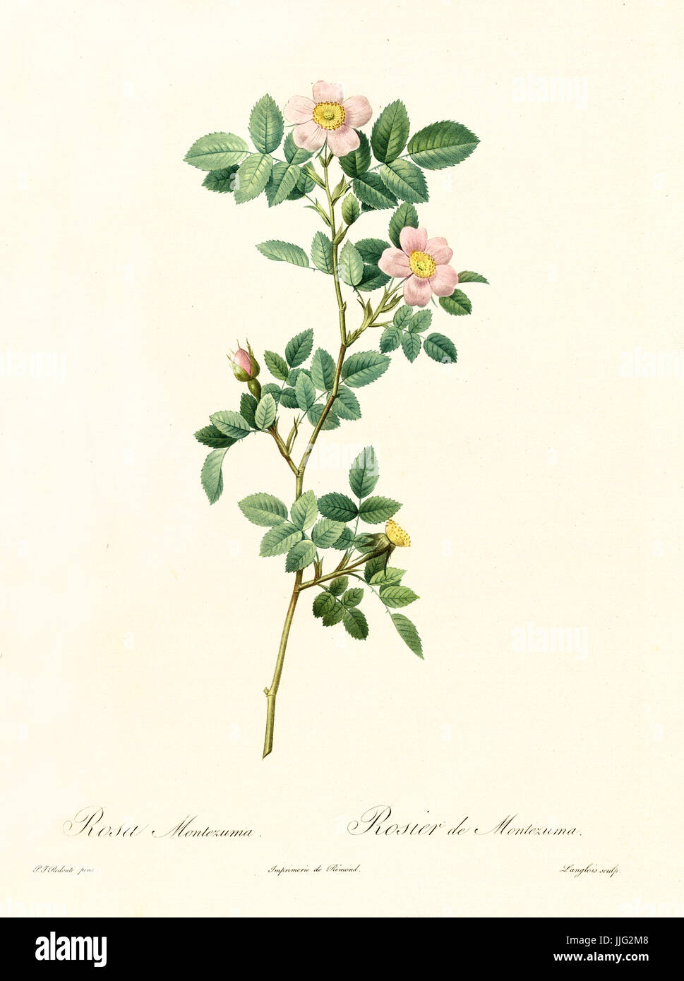 Montezuma rose hi-res stock photography and images - Alamy