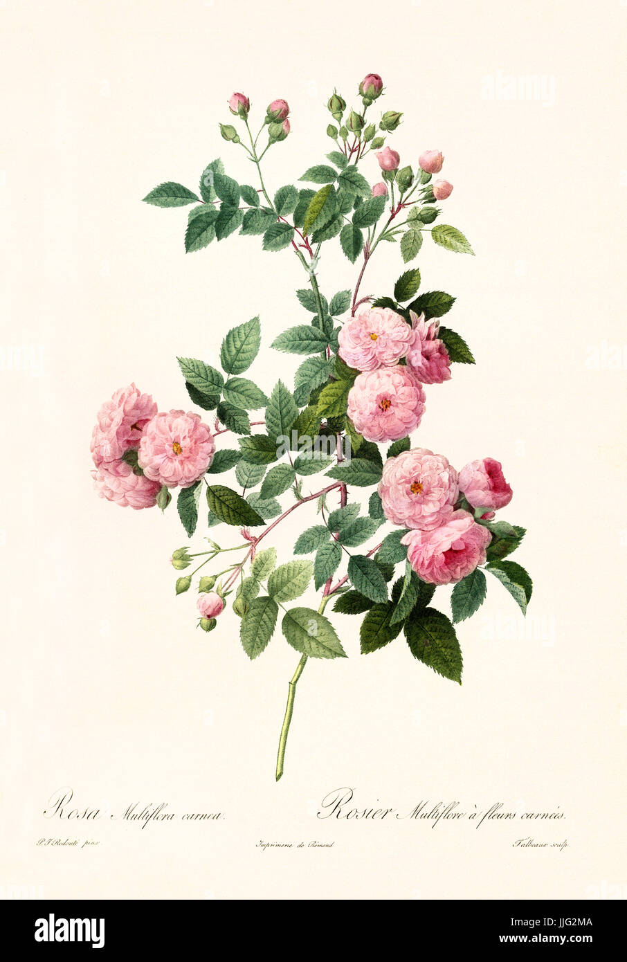Old illustration of Rosa multiflora carnea. Created by P. R. Redoute, published on Les Roses, Imp. Firmin Didot, Paris, 1817-24 Stock Photo