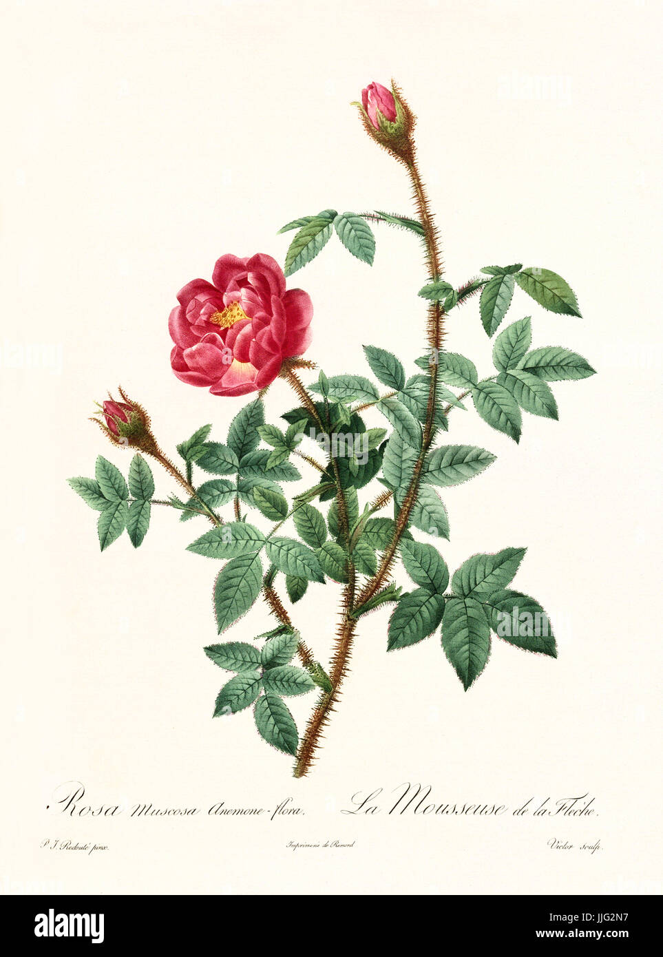Old illustration of Rosa muscosa anemone flora. Created by P. R. Redoute, published on Les Roses, Imp. Firmin Didot, Paris, 1817-24 Stock Photo