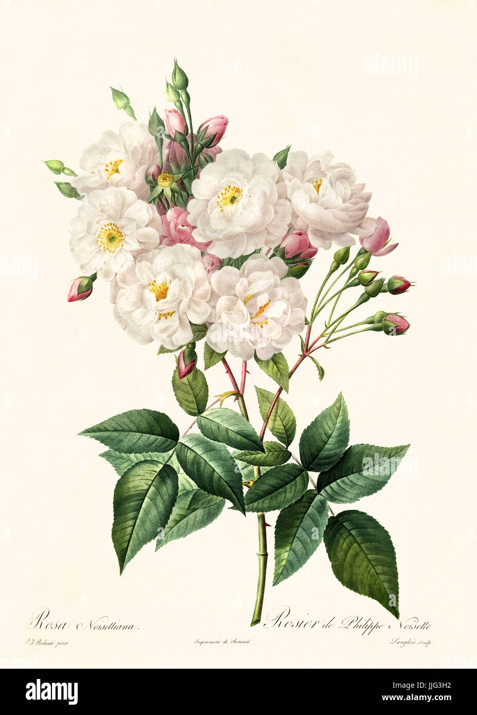 Noisette Rosé – Mermosa