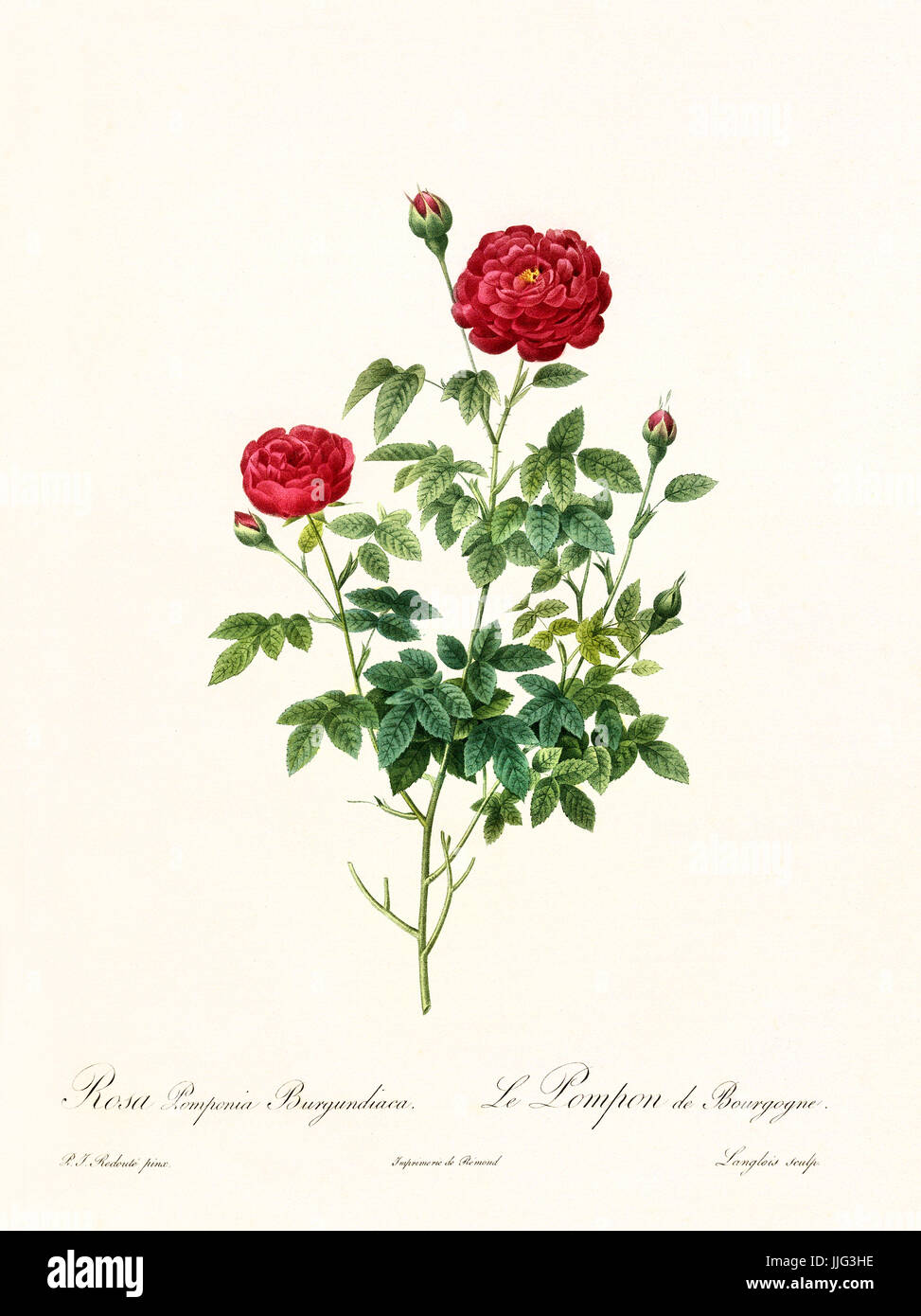 Old illustration of Rosa pomponia burgundiaca. Created by P. R. Redoute, published on Les Roses, Imp. Firmin Didot, Paris, 1817-24 Stock Photo