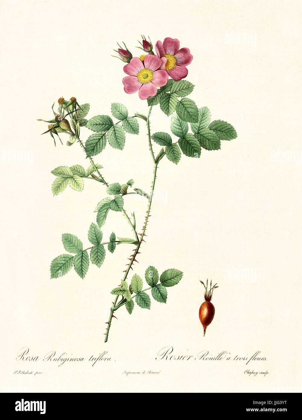 Old illustration of Rosa rubiginosa triflora. Created by P. R. Redoute, published on Les Roses, Imp. Firmin Didot, Paris, 1817-24 Stock Photo