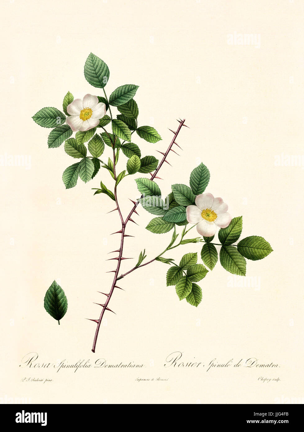 Old illustration of Rosa spinulifolia dematratiana. Created by P. R. Redoute, published on Les Roses, Imp. Firmin Didot, Paris, 1817-24 Stock Photo