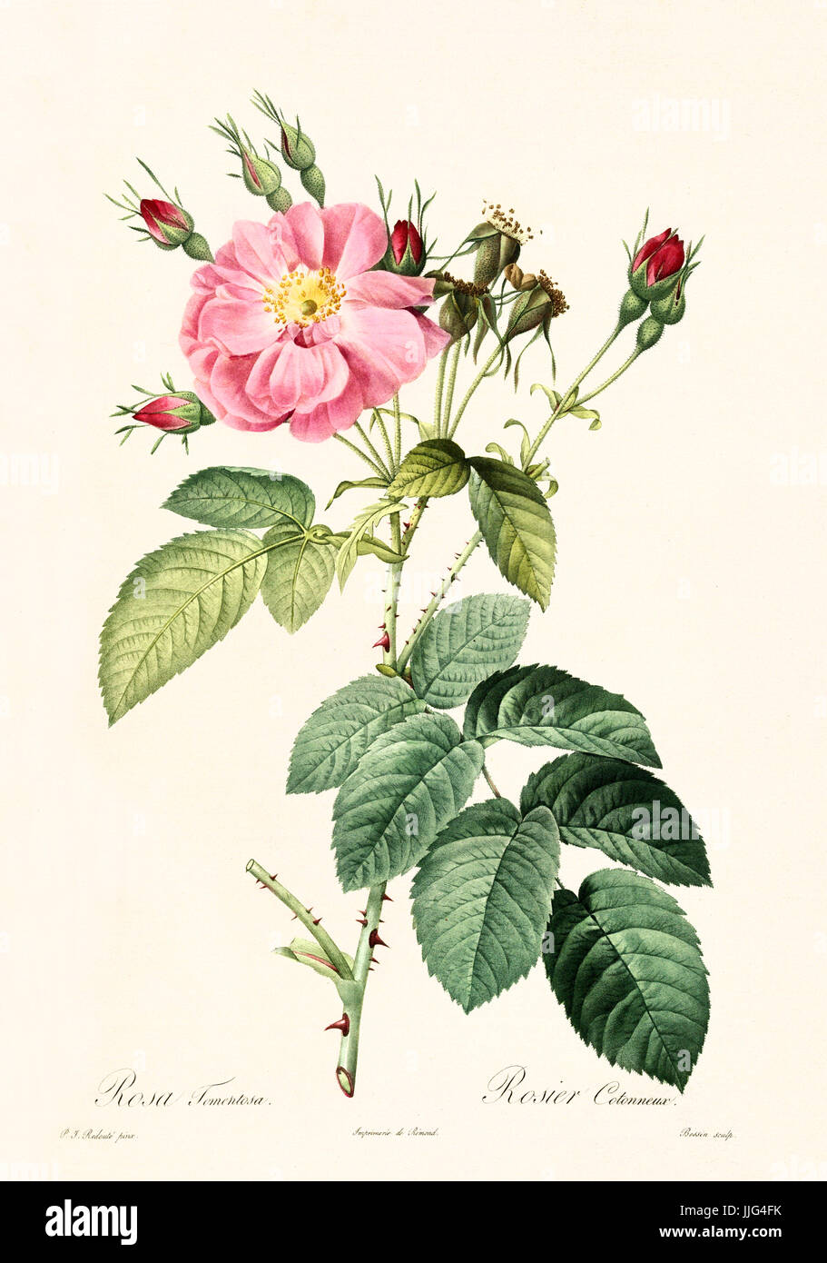 Old illustration of Rosa tomentosa. Created by P. R. Redoute, published on Les Roses, Imp. Firmin Didot, Paris, 1817-24 Stock Photo