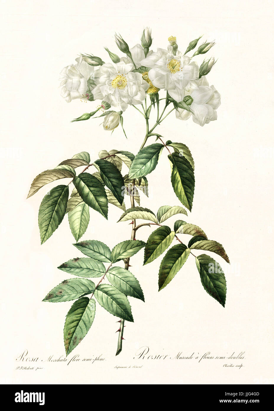 Old illustration of Semi-Double Musk Rose (Rosa moschata plena). Created by P. R. Redoute, published on Les Roses, Imp. Firmin Didot, Paris, 1817-24 Stock Photo