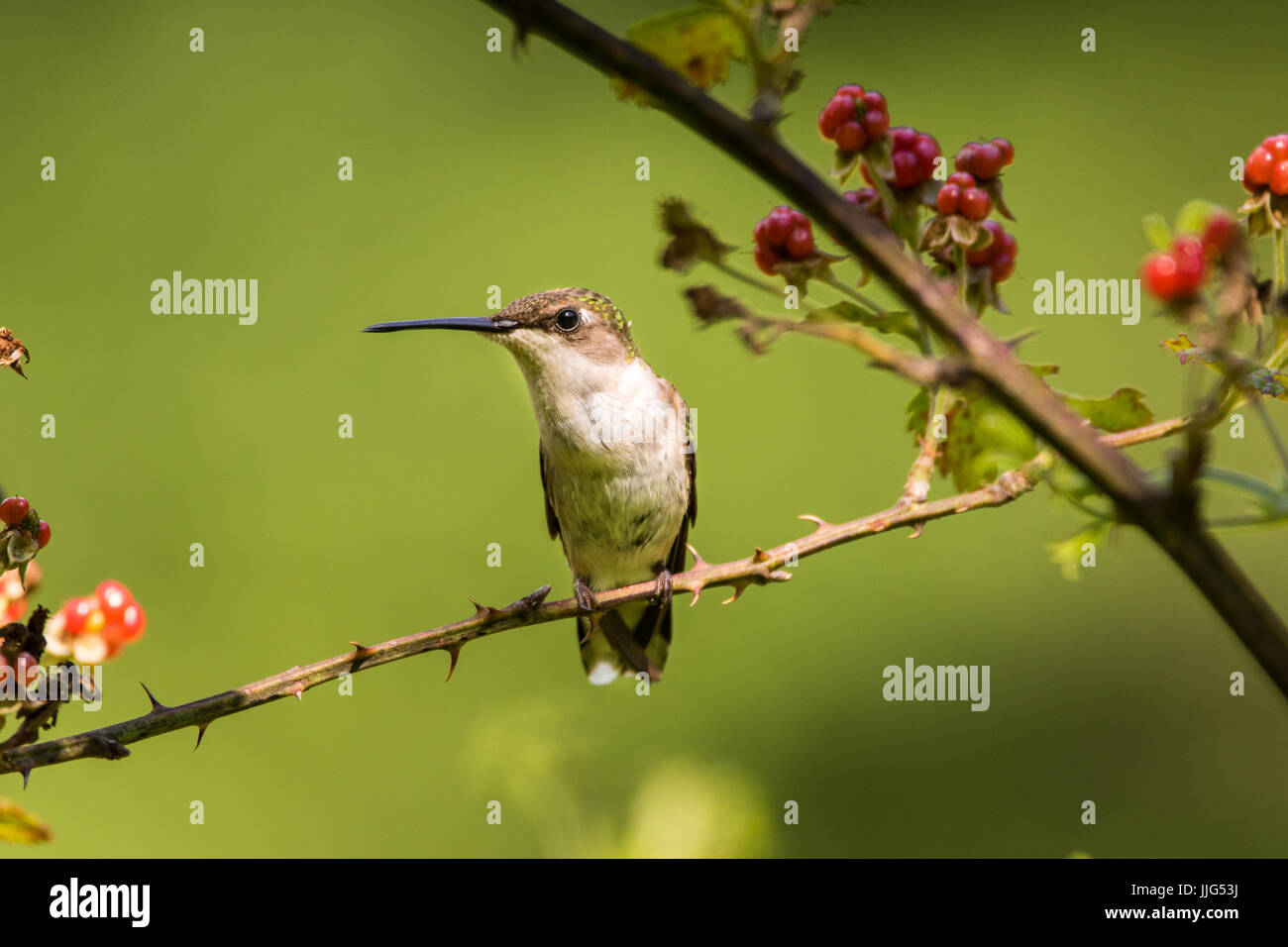A female ruby-throated hummingbird rests on the stem of a blackberry bush. Stock Photo