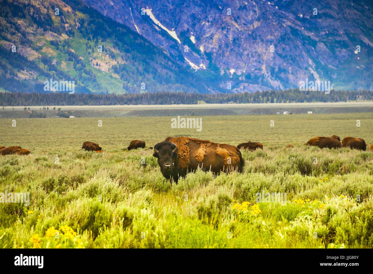 Grand tetons flowers hi-res stock photography and images - Alamy