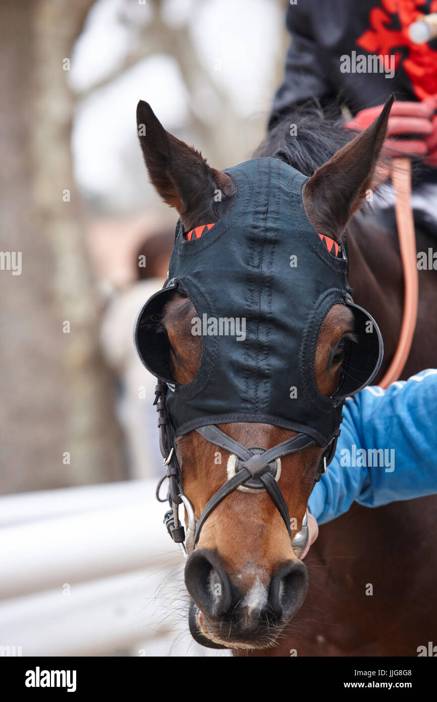 Race horse head with blinkers ready to run. Paddock area. Vertical Stock Photo Alamy