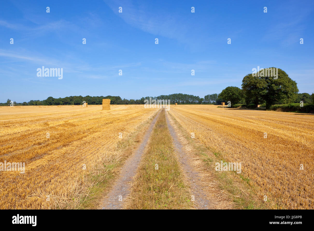 a straight farm track with golden straw stubble field and hay stacks with woodland under a blue