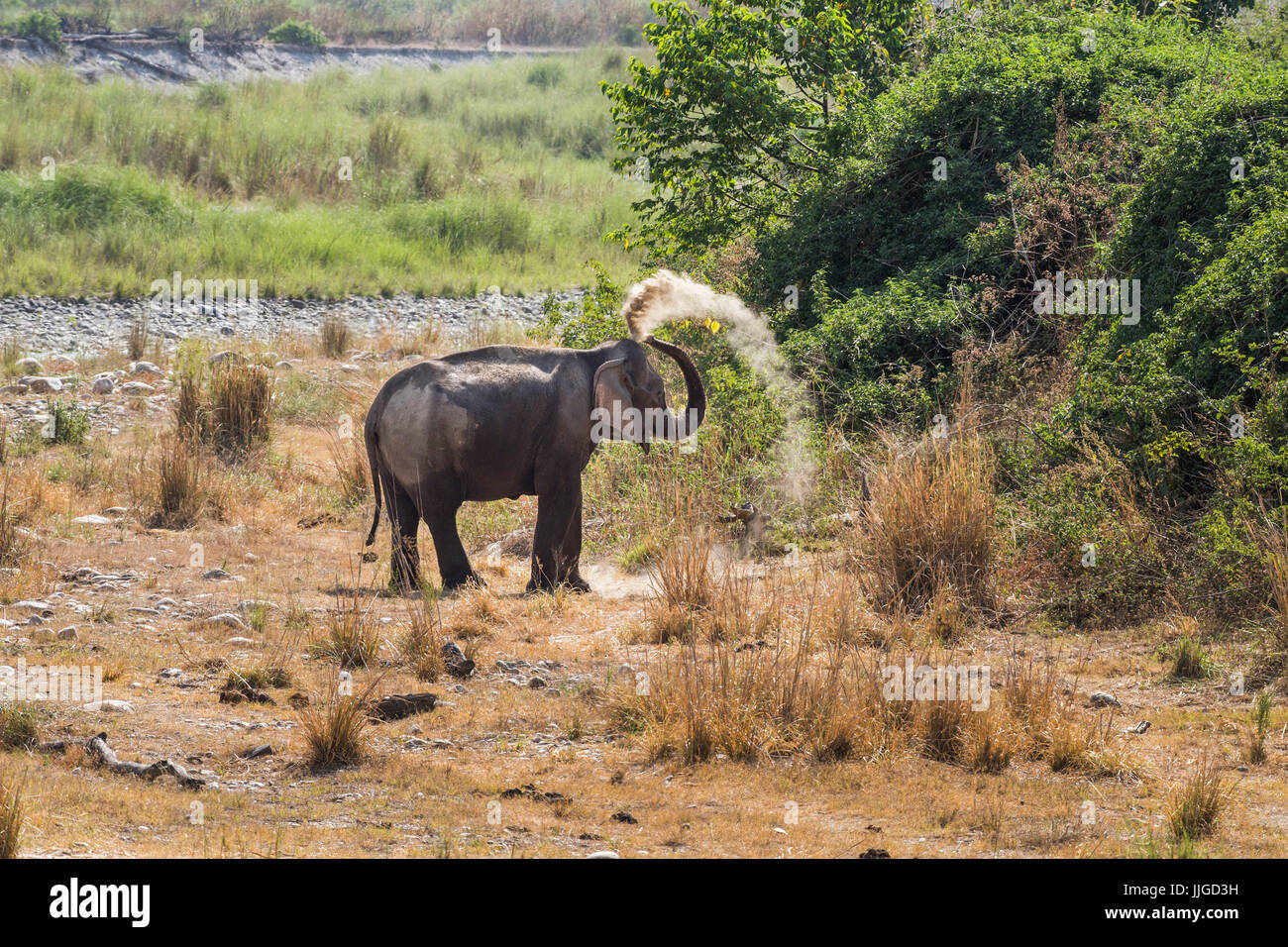 Elephant in Nature Habitat Stock Photo