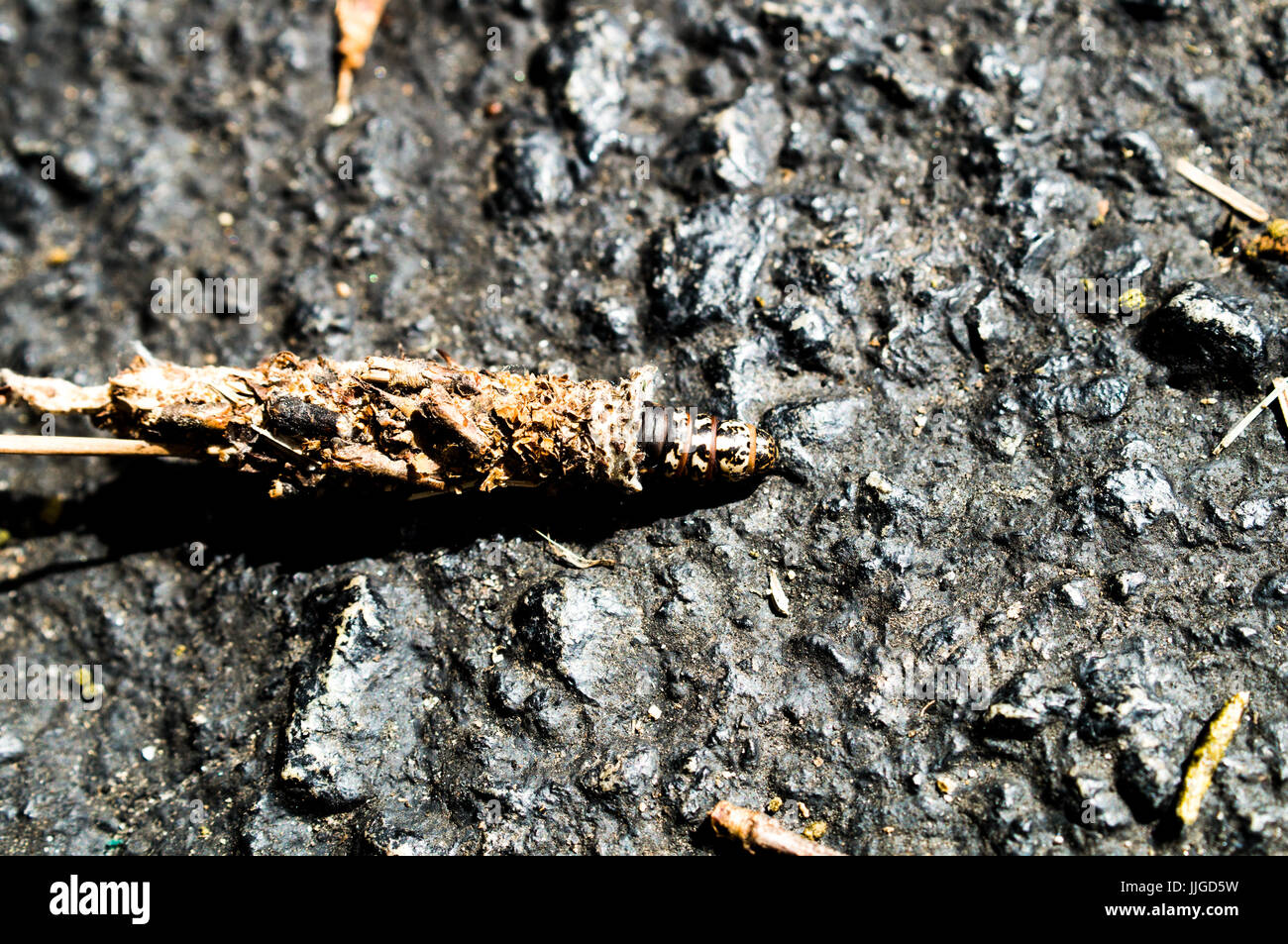 Bug on concrete ground hi-res stock photography and images - Alamy