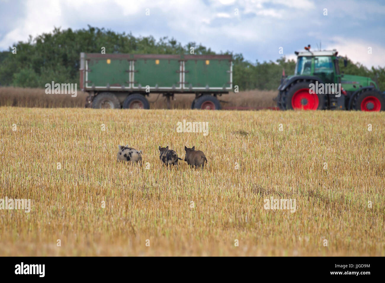 Tractor and feral pigs with wild boar (Sus scrofa) fleeing through stubble field in summer Stock Photo