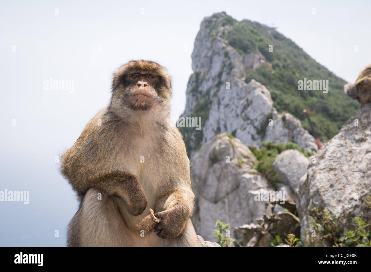 view of the rock, gibraltar, with barbary macaque in foreground looking at the camera Stock Photo