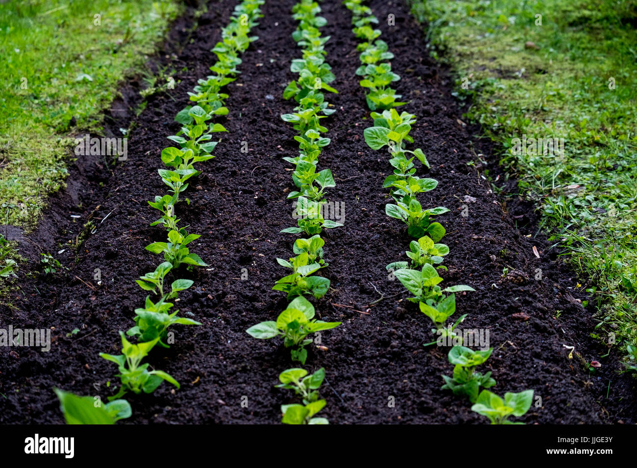 The perfect lines of the seedlings. Green garden rows. Stock Photo