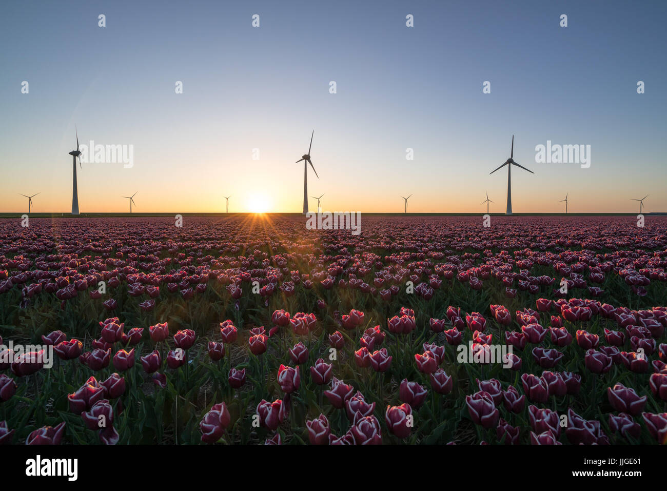 .Sunset over Dutch tulip fields with a background of modern windmills. Stock Photo