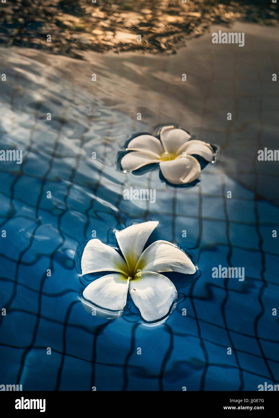 Frangipani flowers floating in a swimming pool Stock Photo