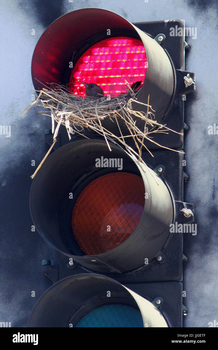 bird nesting in traffic light Stock Photo Alamy