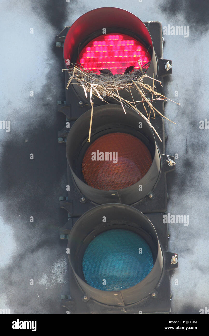bird nesting in traffic light Stock Photo Alamy