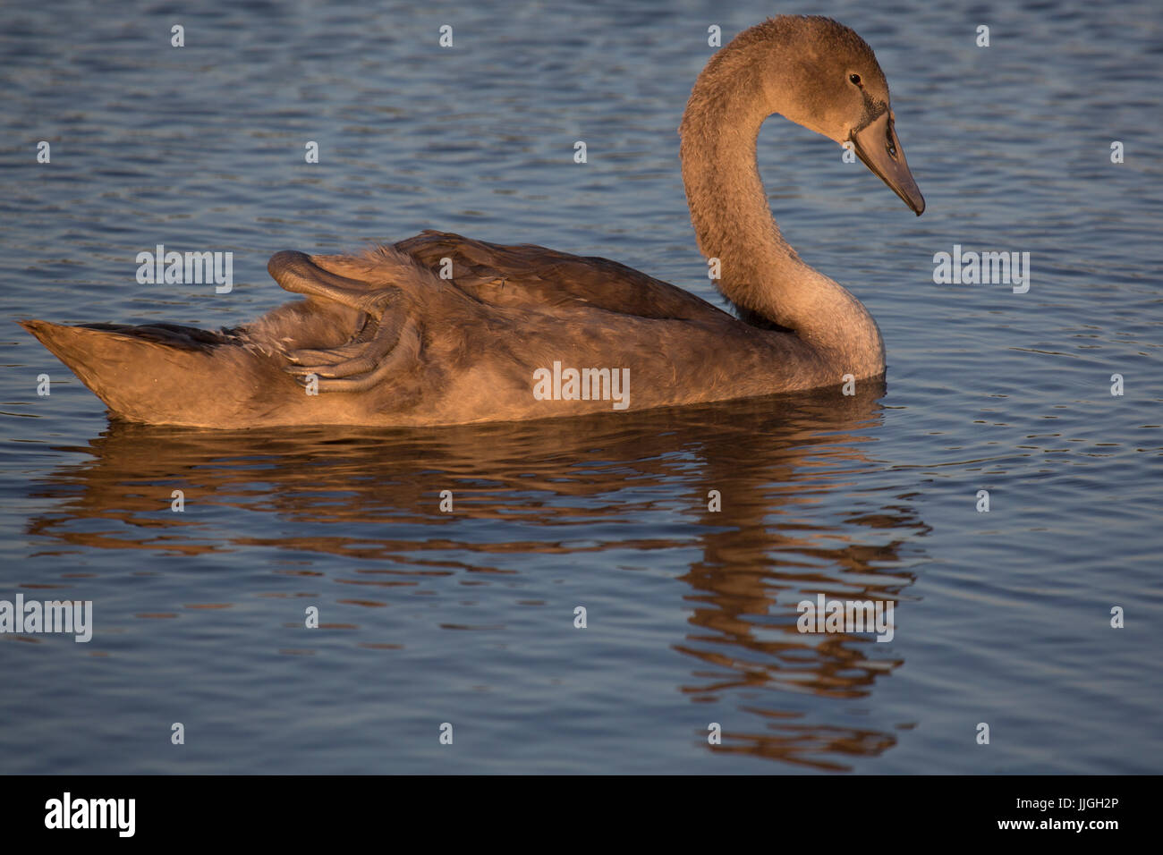 Mute swan (Cygnus olor) in the lake at Herrington Country Park