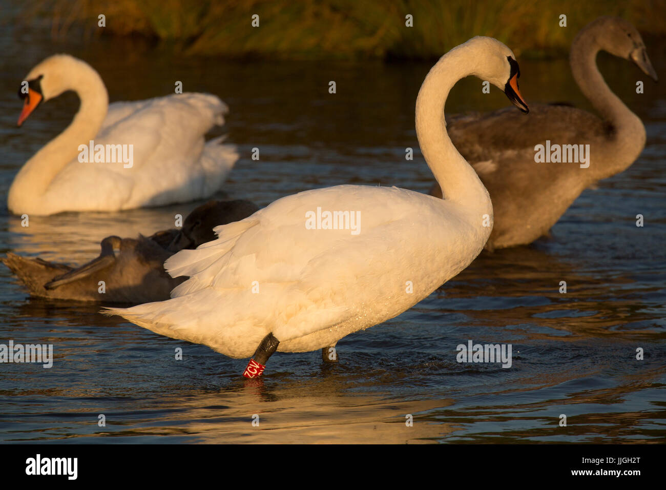 Mute swan hires stock photography and images Alamy