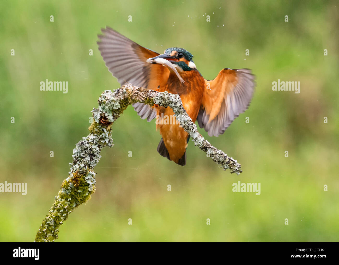 Common Kingfisher Stock Photo