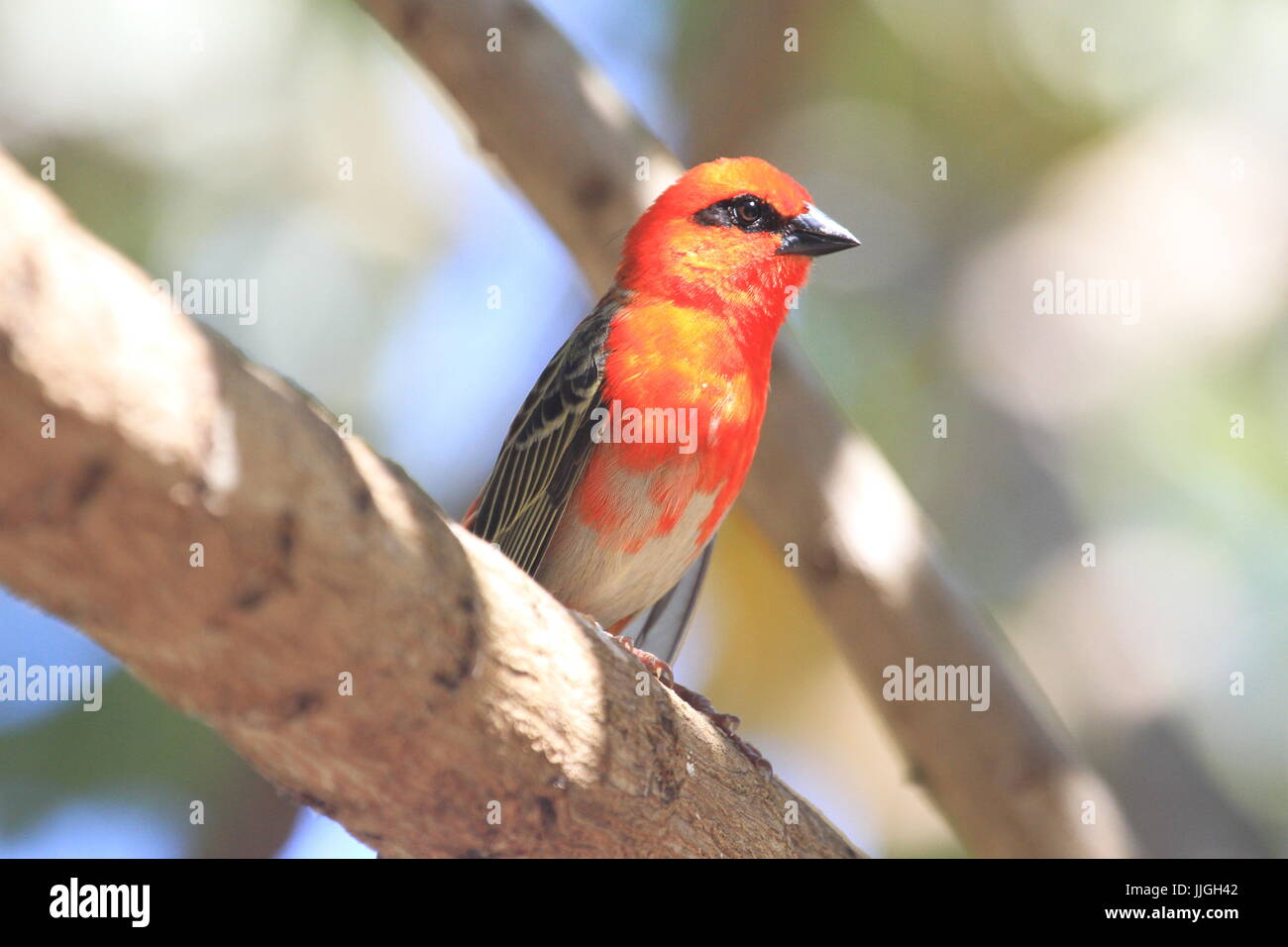 Mauritius birds Stock Photo Alamy