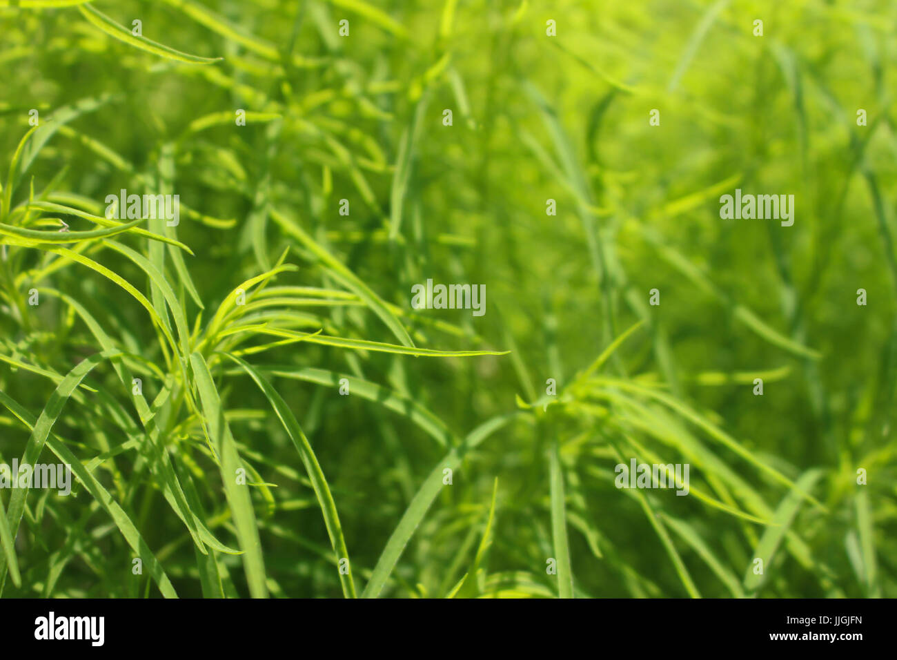 A beautiful close up to some green plants Stock Photo - Alamy