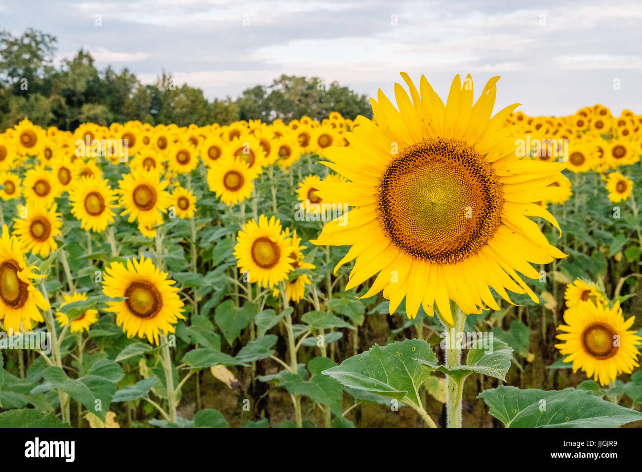 Close up of sunflowers in full bloom in a field, facing east for