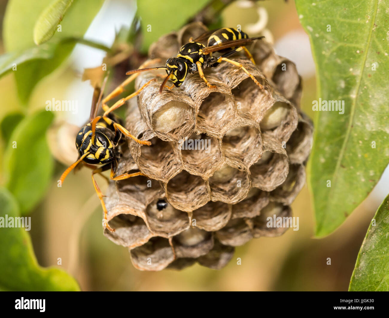 Wasps (Apocrita) on a nest Stock Photo