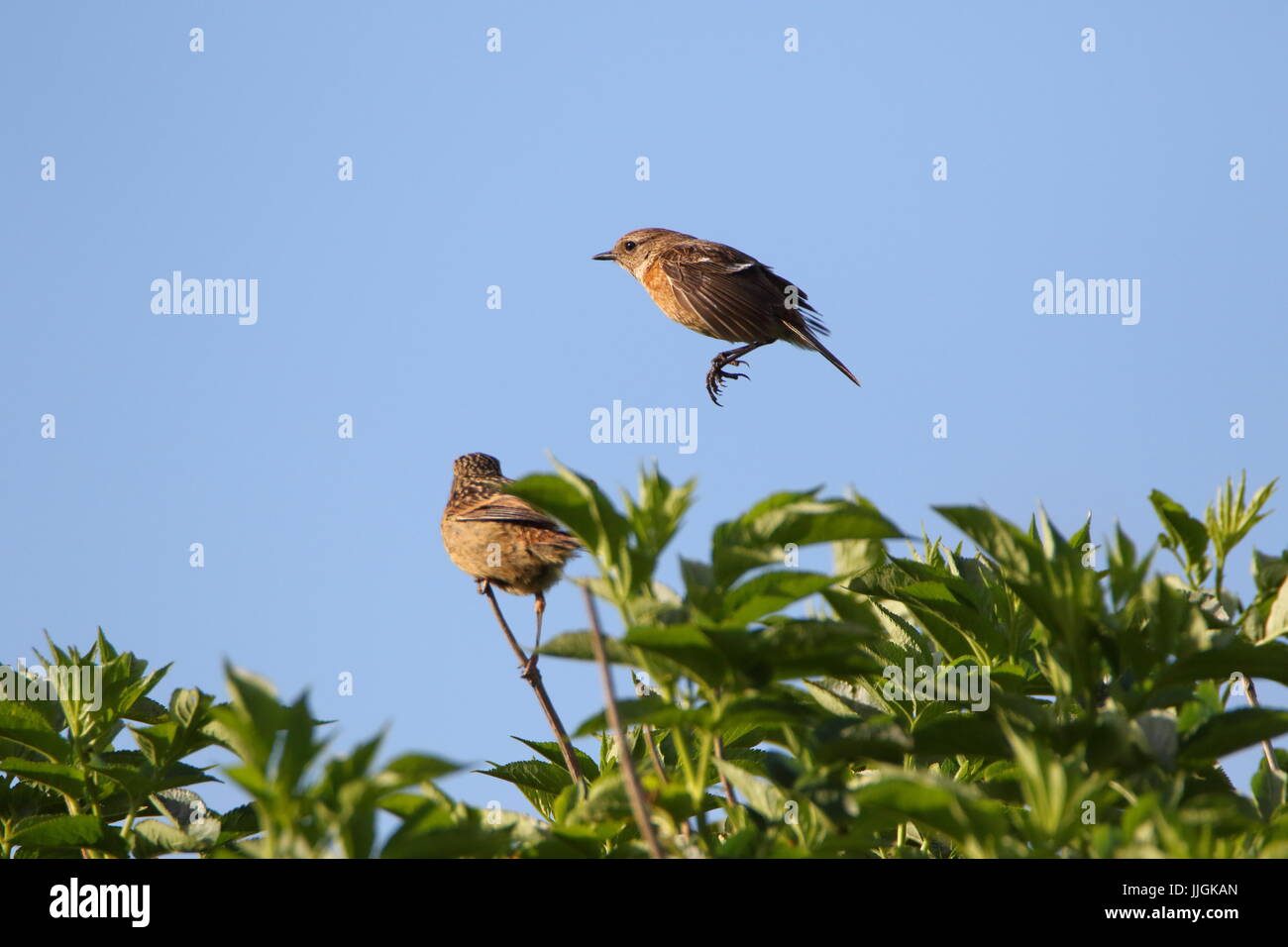 Stonechat In Flight Female stonechat, Saxicola torquata, caught mid flight coming in to ...