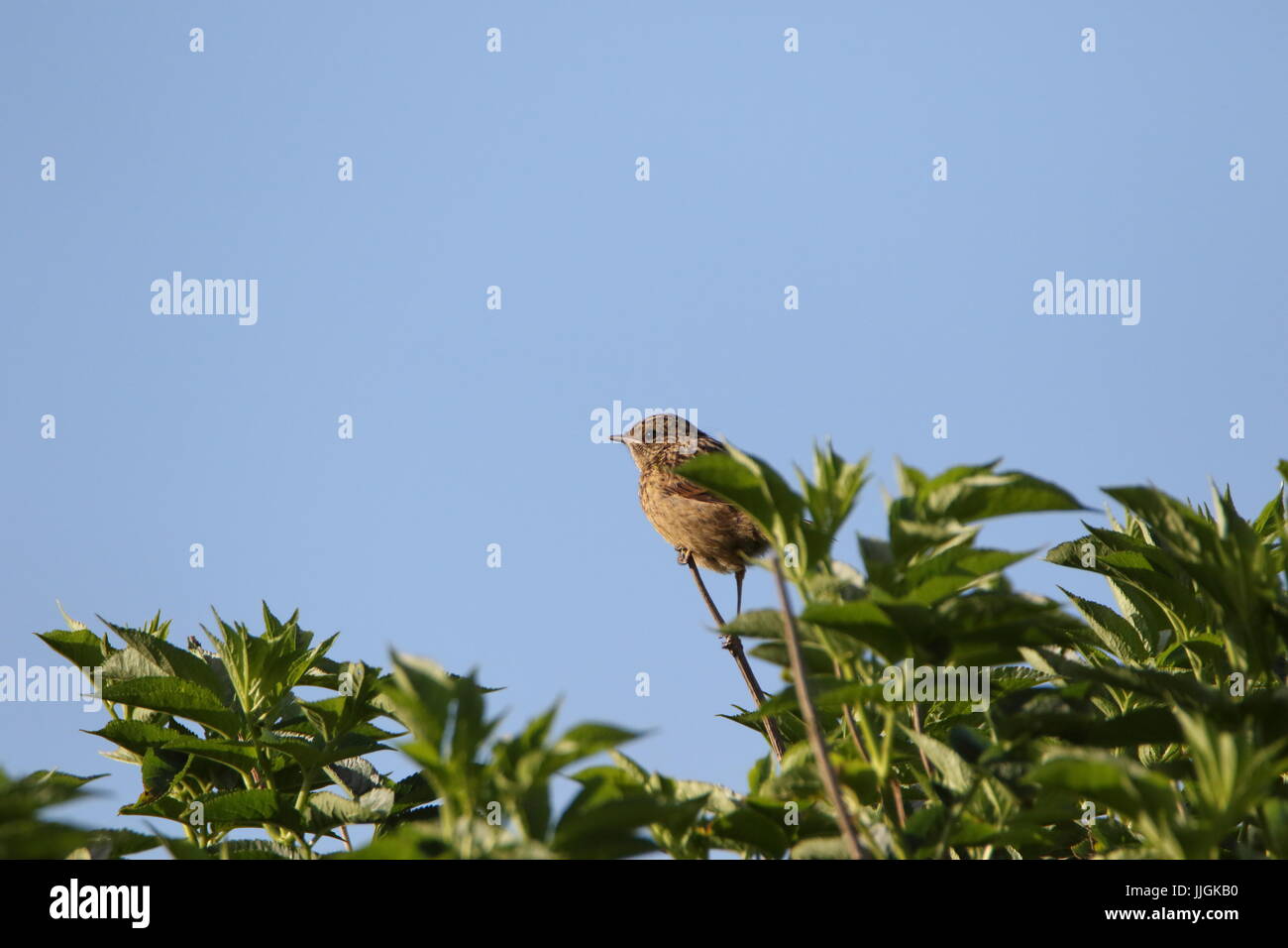 Juvenile stonechat, Saxicola torquata, perched on a branch in Marazion marshes, Cornwall. UK Stock Photo