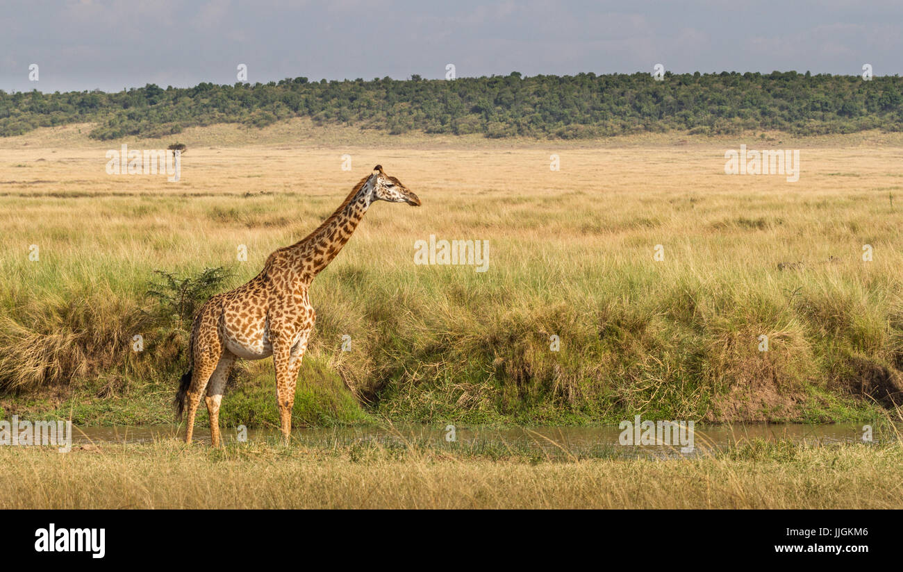 Giraffe sanding in the bush, Masai Mara National Park, Narok, Kenya Stock Photo