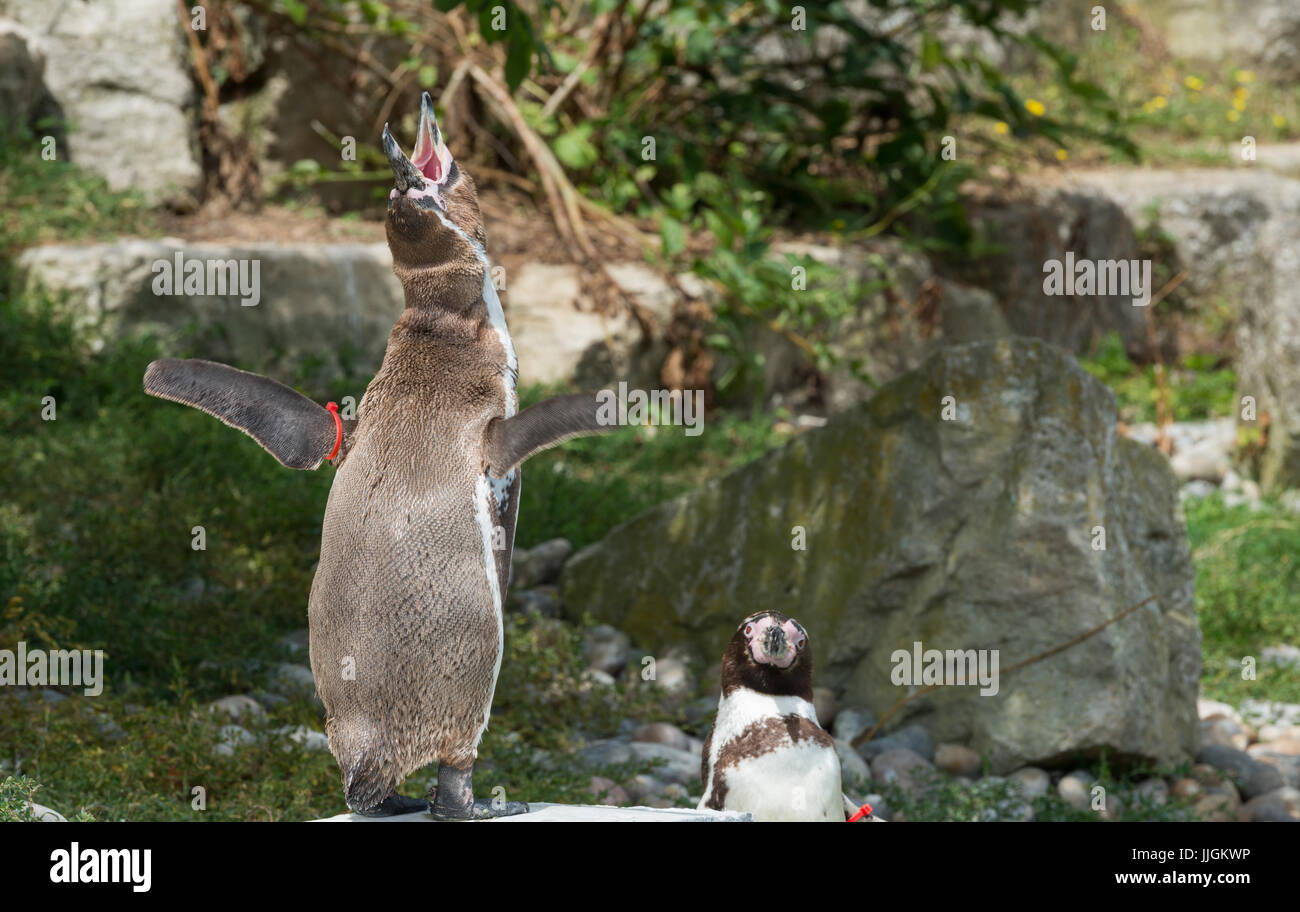 Humboldt Penguins Calling Stock Photo