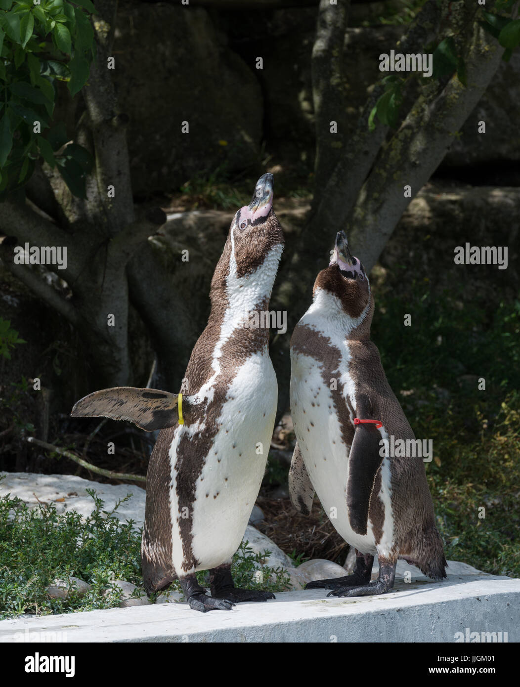 Humboldt Penguins Calling Stock Photo