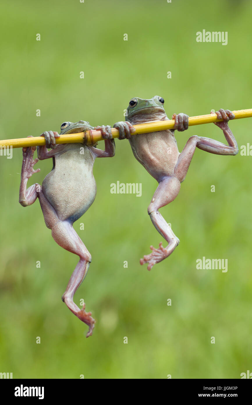 Two dumpy frogs hanging on a plant, Indonesia Stock Photo
