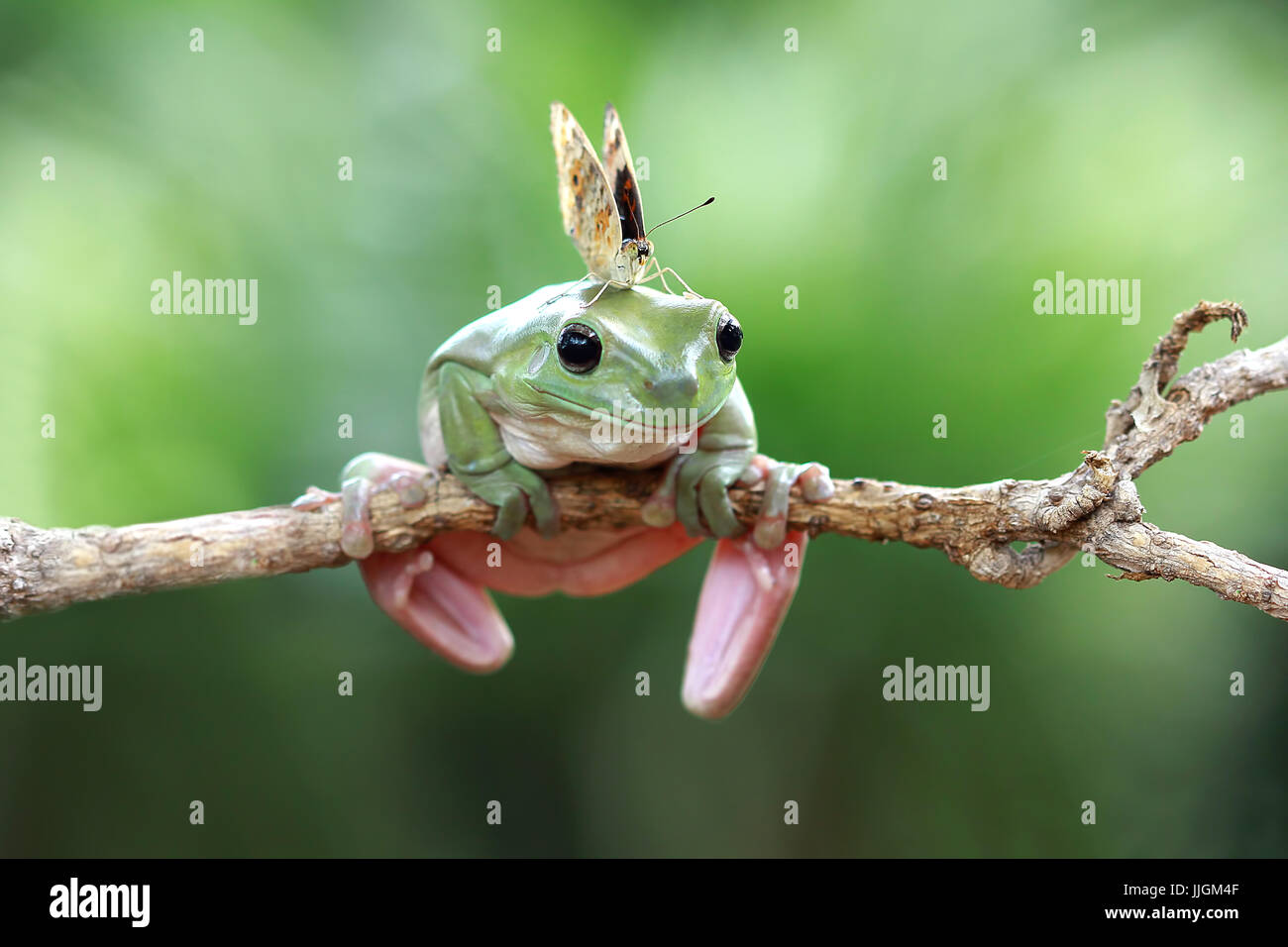 Butterfly on a dumpy frog, Indonesia Stock Photo