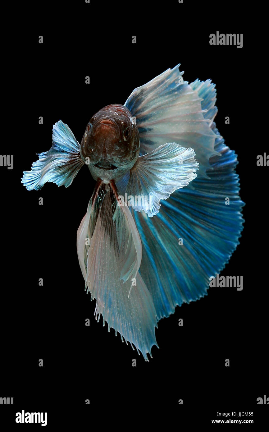Portrait of a betta fish swimming against a black background Stock Photo
