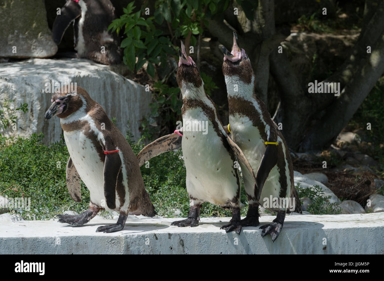 Humboldt Penguins Calling Stock Photo