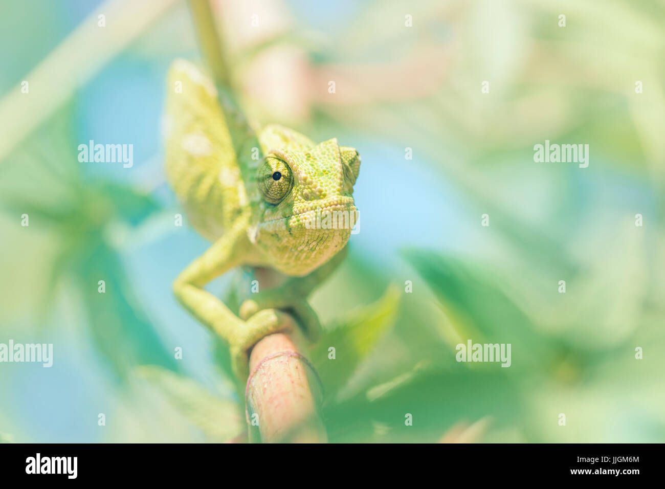 Mediterranean chameleon (Chamaeleo chamaeleon) on branch, Andalucia, Spain Stock Photo