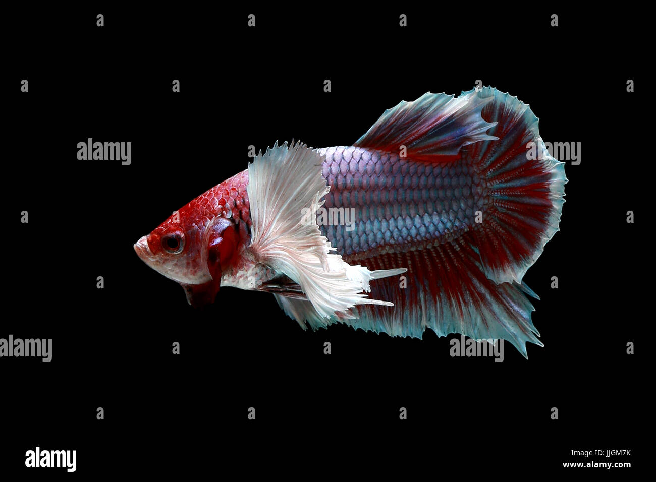 Portrait of a betta fish swimming against a black background Stock Photo