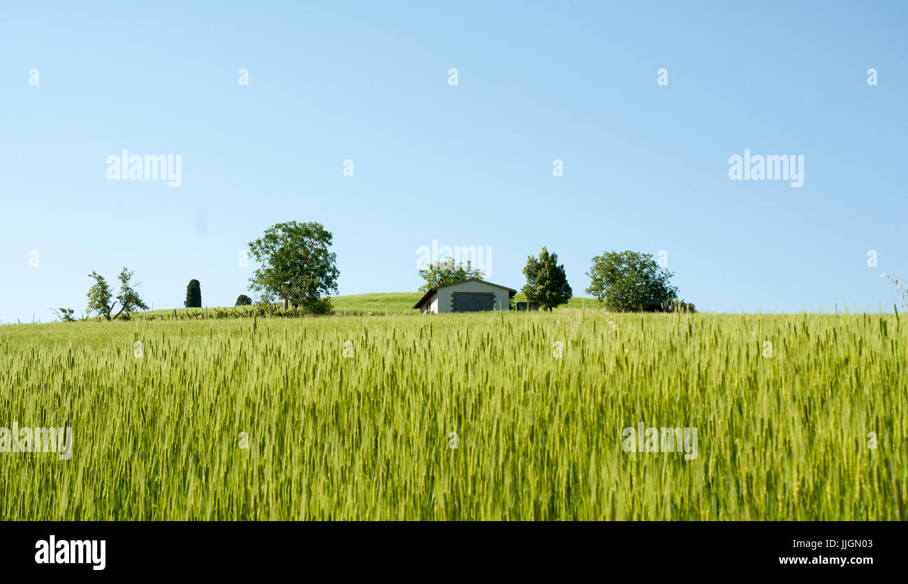 TUSCANYMAY 31view of a farmhouse with trees and wheat field in the