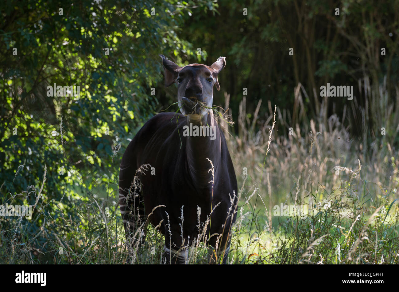 Okapi Eating Grass Stock Photo