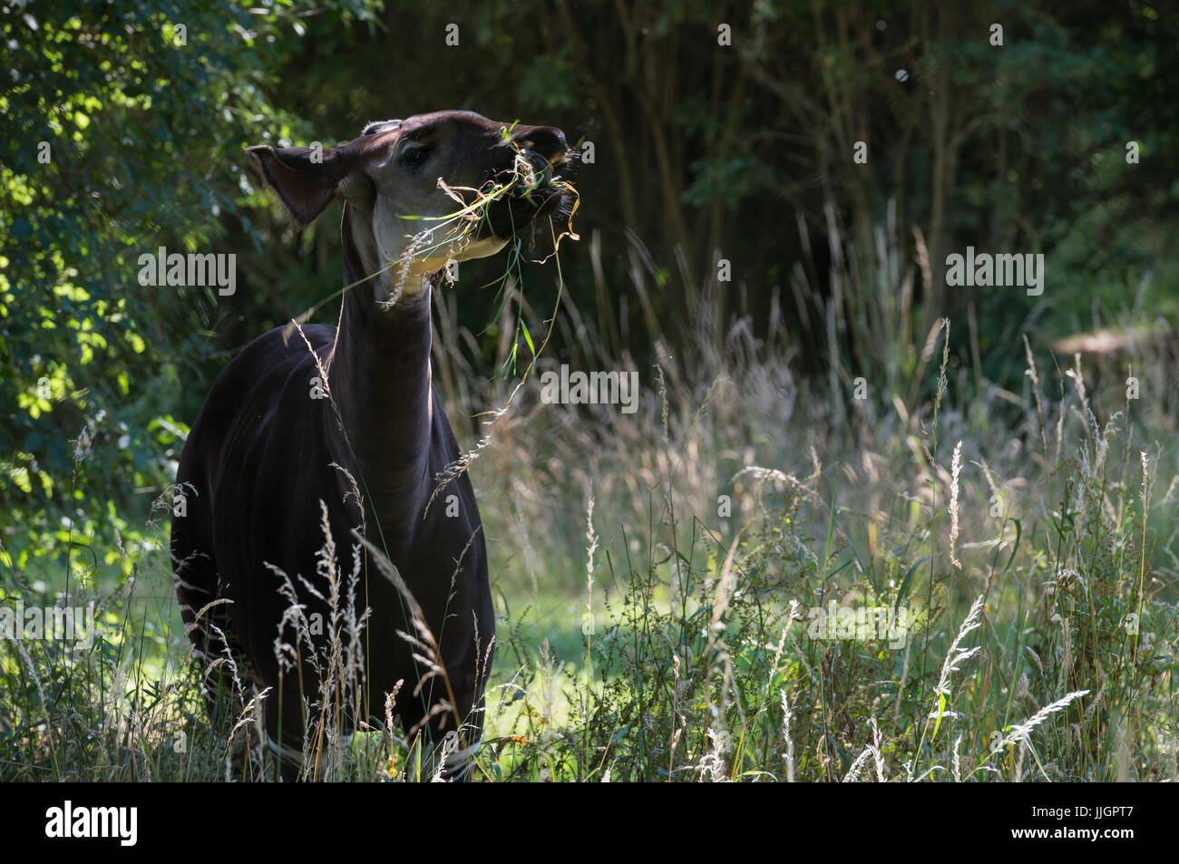 Okapi Eating Grass Stock Photo