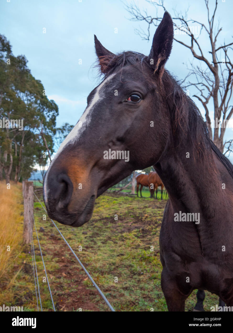 Brumbies up close hi-res stock photography and images - Alamy