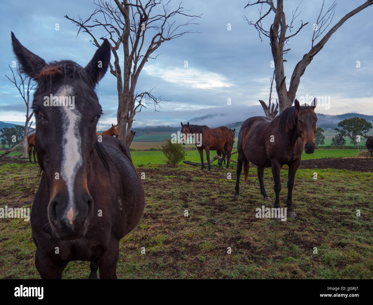 Brumbies up close hi-res stock photography and images - Alamy