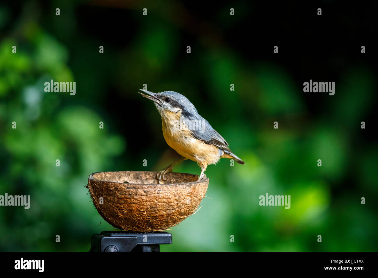Juvenile Immature Eurasian Nuthatch Sitta Europaea Perching On