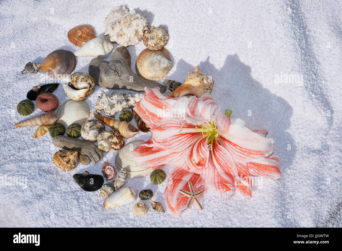 Still Life with Amaryllis flower, shells, sandals and beach towel evoking holiday on tropical islands Stock Photo